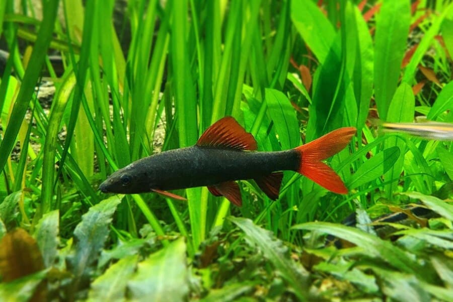 Rainbow Shark