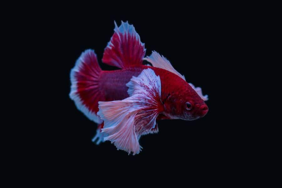 Red Elephant Ear Betta