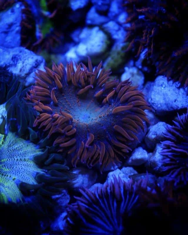 Rock Flower Anemone