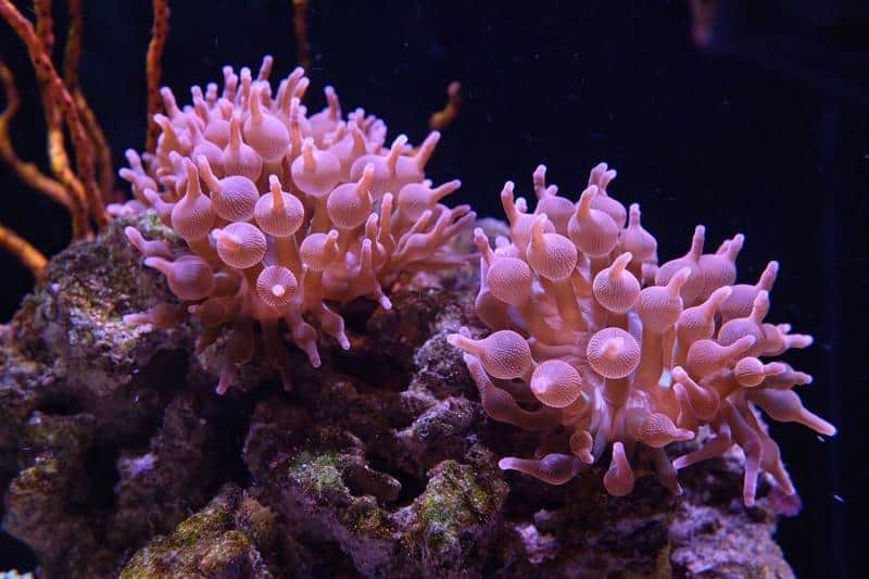 Rose Bubble Tip Anemone