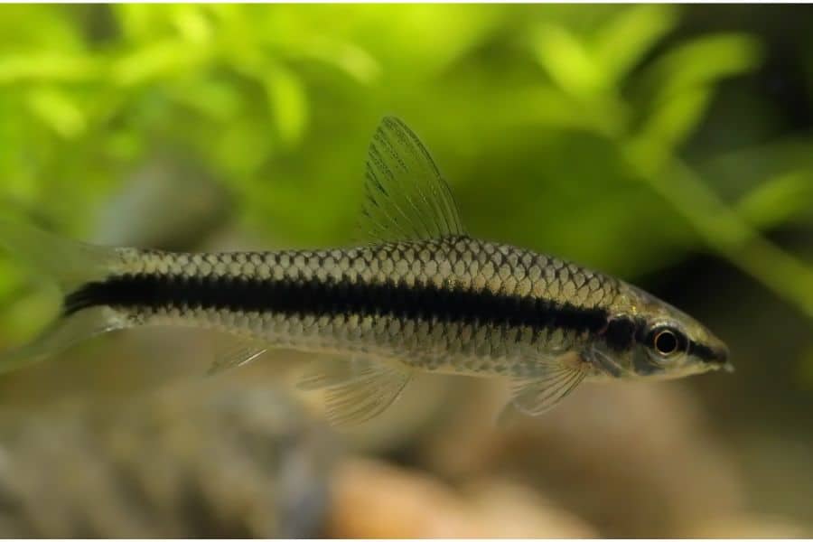 Siamese and Chinese Algae Eaters