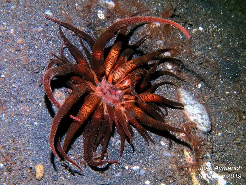 Snake Sea Anemone(Actinostephanus haeckeli)