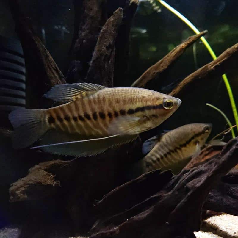 Snakeskin Gourami