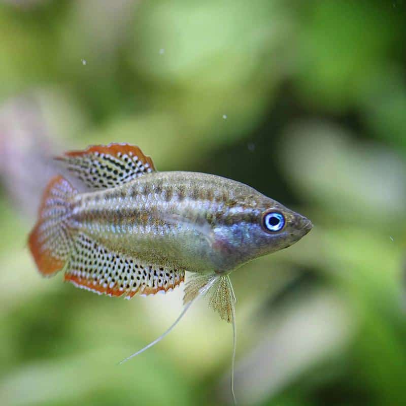 Sparkling Gourami