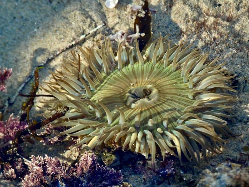 Starburst anemone