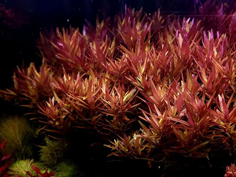 The Dwarf Rotala (Rotala rotundifolia)