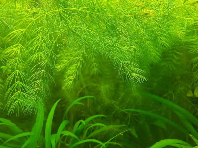 The Hornwort (Ceratophylum demersum)