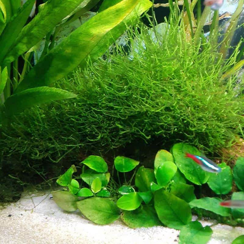 The Java Moss (Vesicularia dubyana)