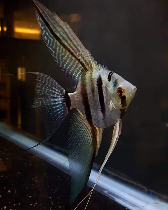 Veil Angelfish