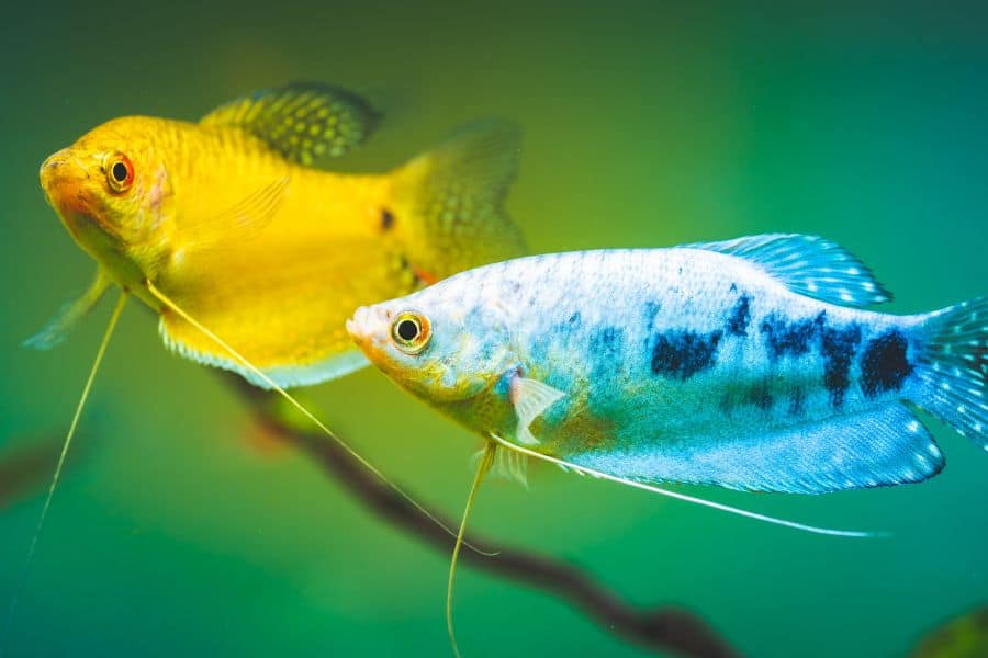 What Are Gourami Fish