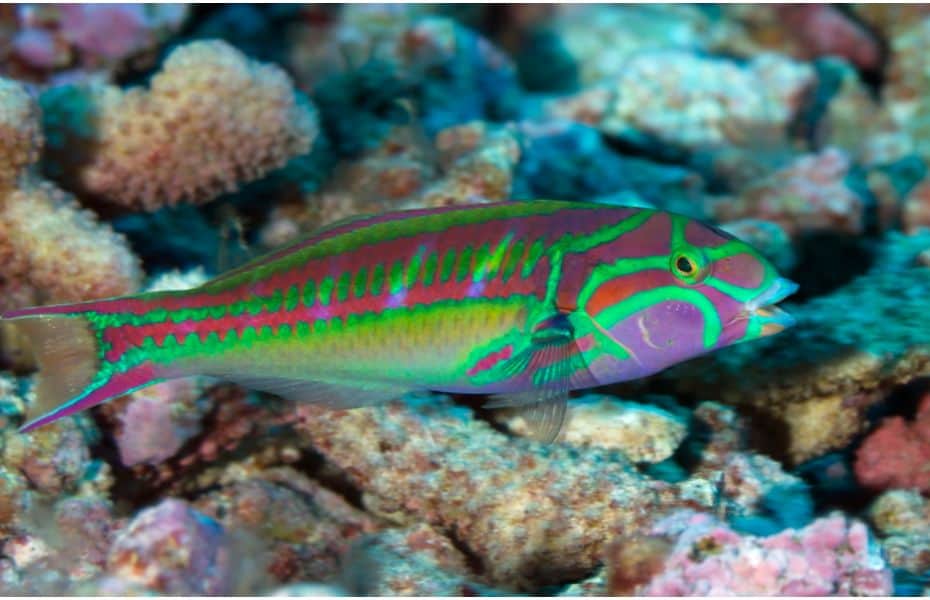 Wrasses