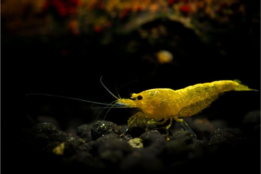 Yellow Neocaridina Shrimp