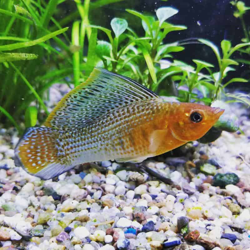 Yucatan Molly Fish