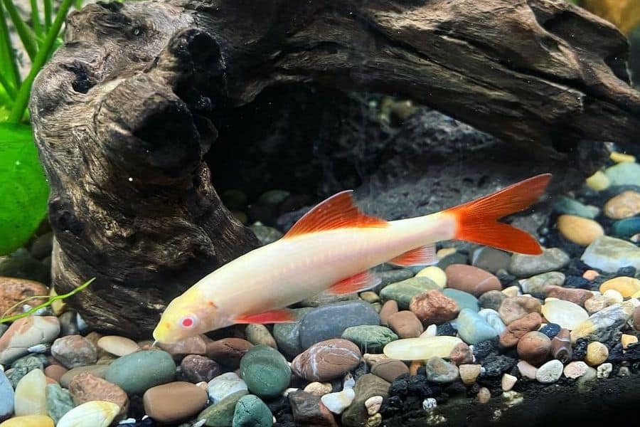 albino rainbow shark