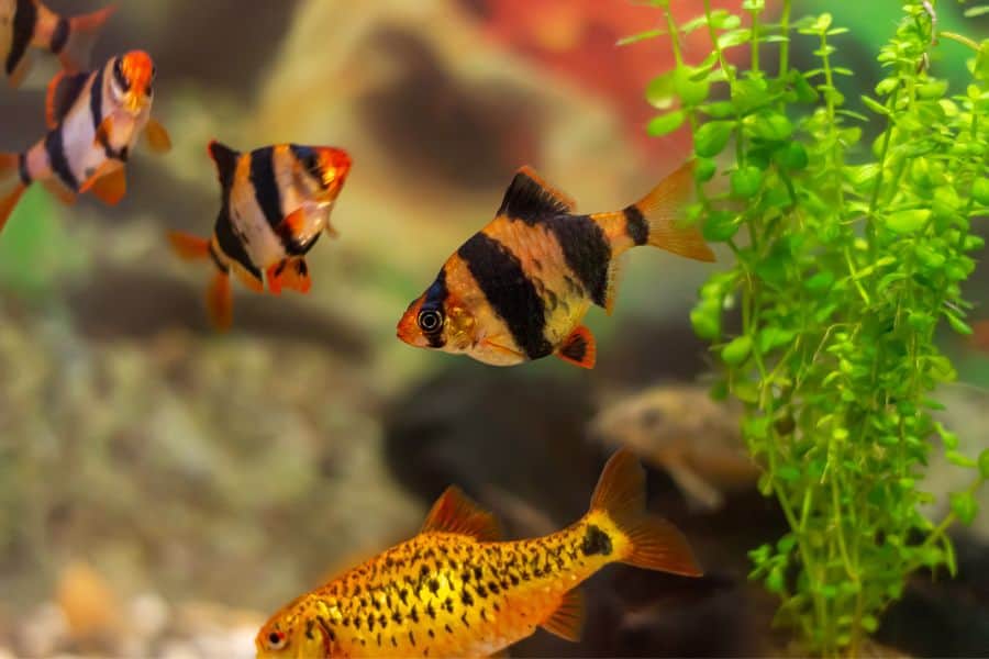 barb fish types