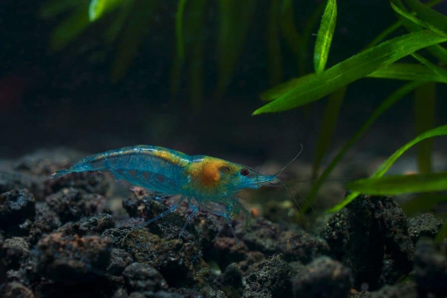 blue pearl shrimp