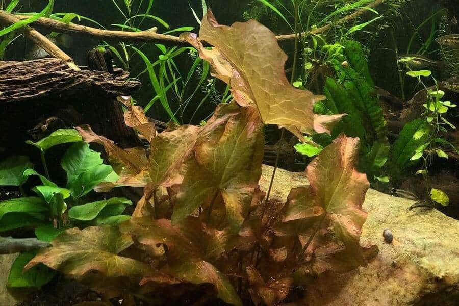 dwarf aquarium lily