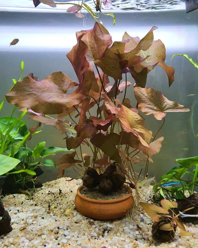 Dwarf aquarium lily bulb hotsell