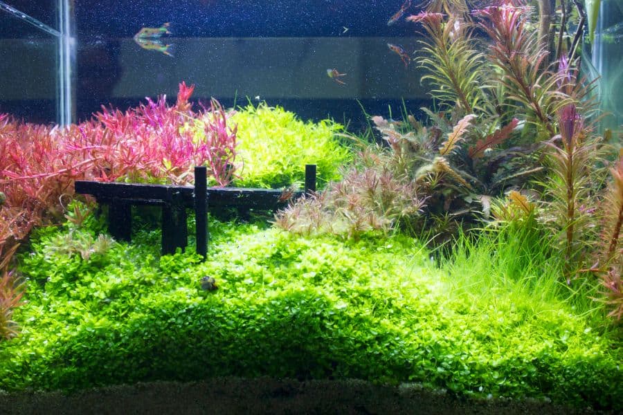 easy aquarium plants