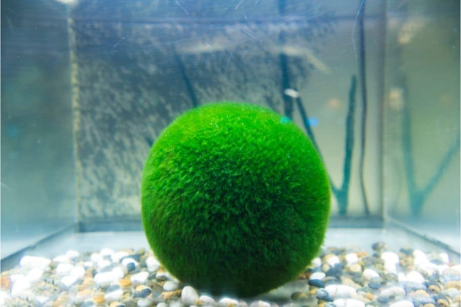 marimo moss ball