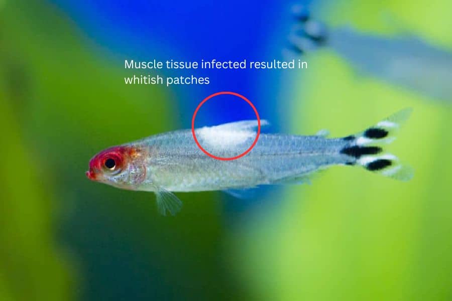 neon tetra disease symptoms