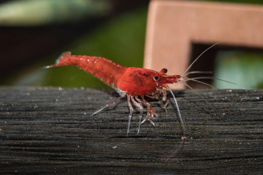 red cherry shrimp