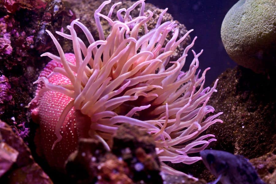 sea anemones