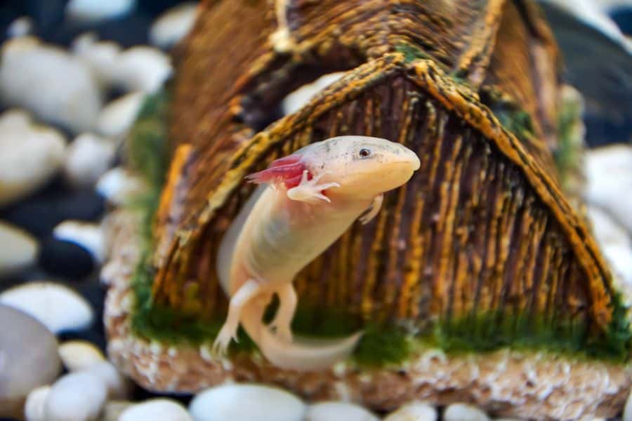 Axolotl swims in an aquarium