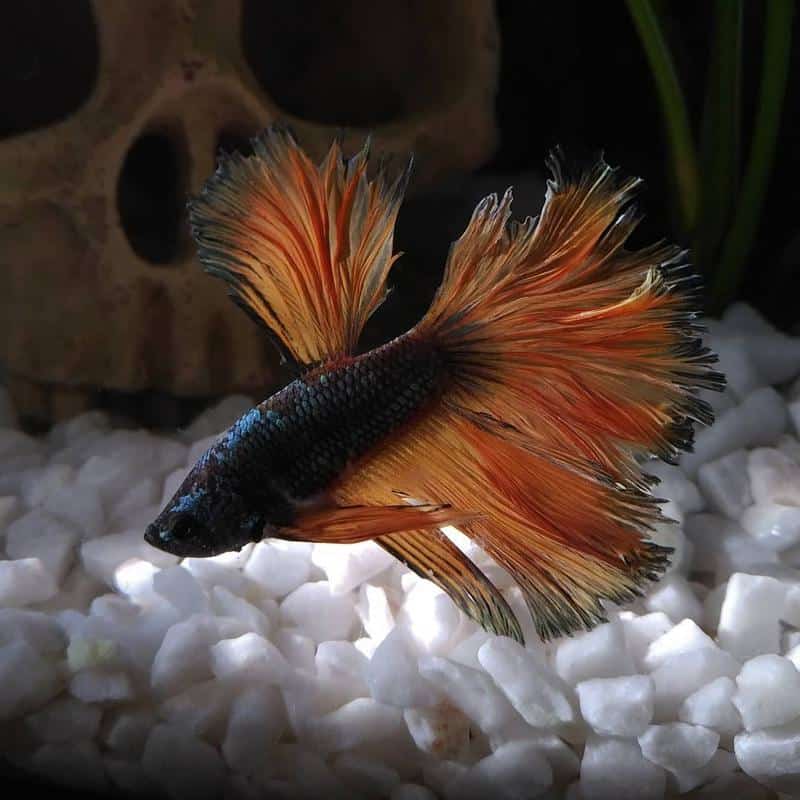 Betta fish Fin rot