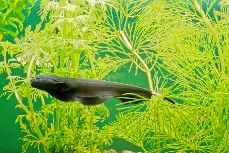 Black Ghost Knife Fish