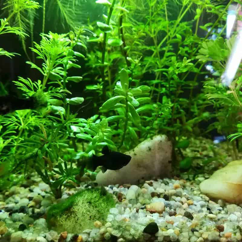 Black Molly in tank2