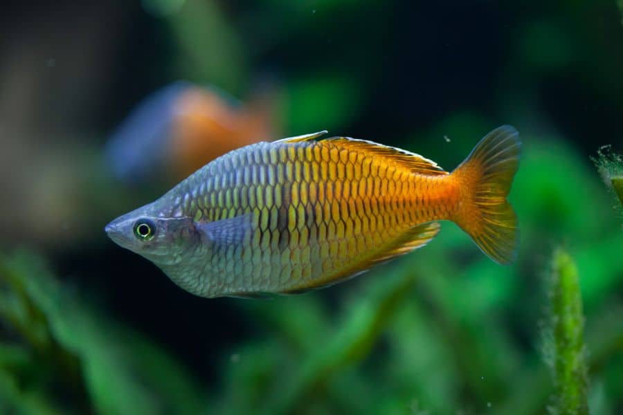 Boeseman's Rainbowfish