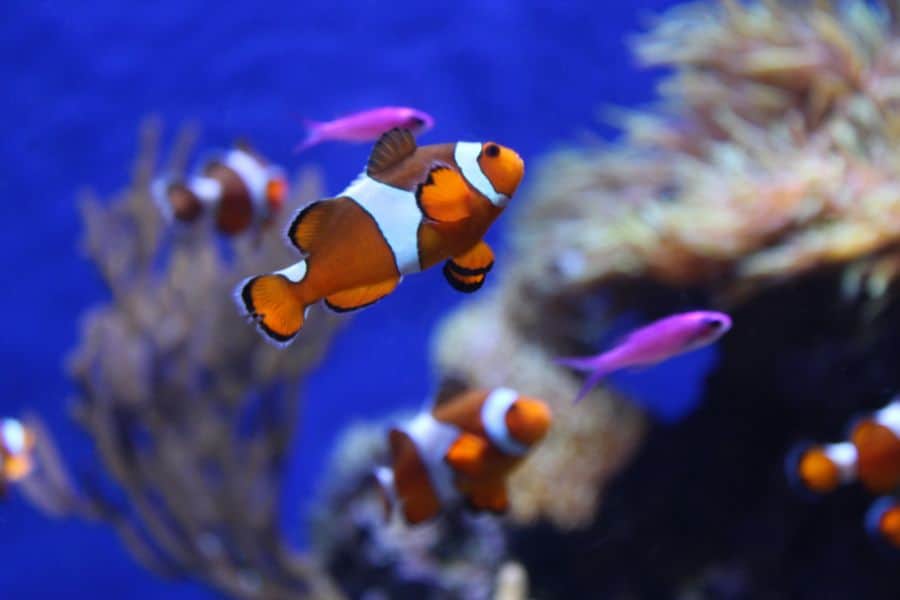 Clownfish Tank Mates