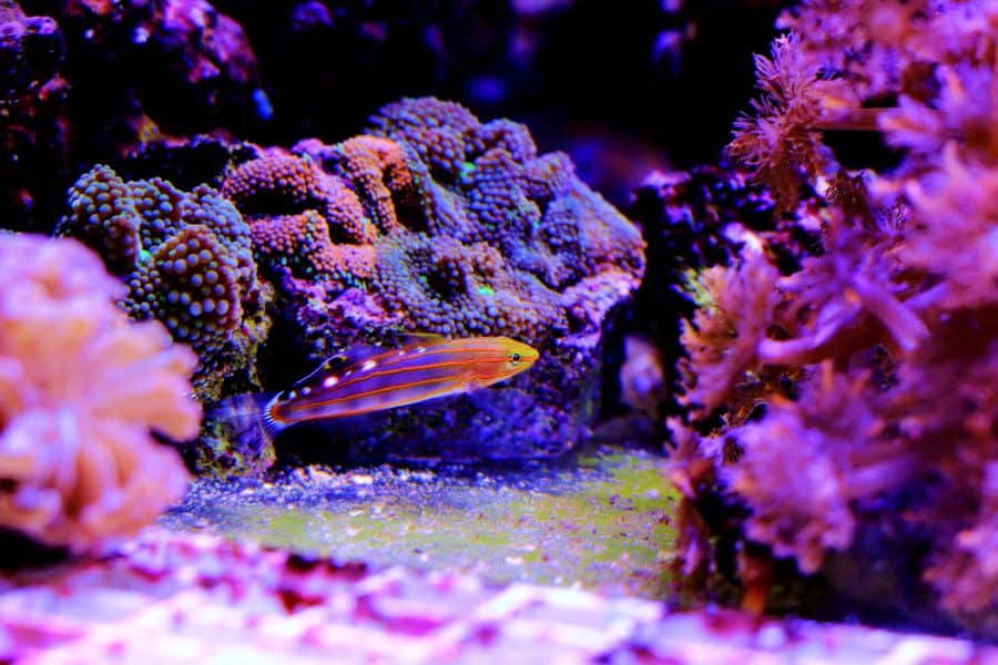 Court Jester Goby