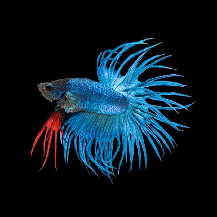 Crowntail Betta Fish