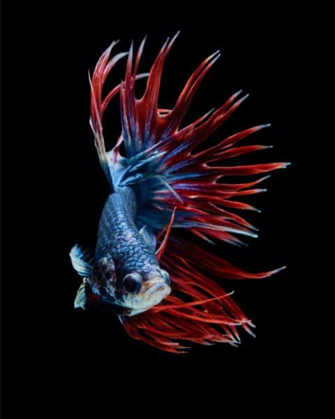 Crowntail Betta Fish