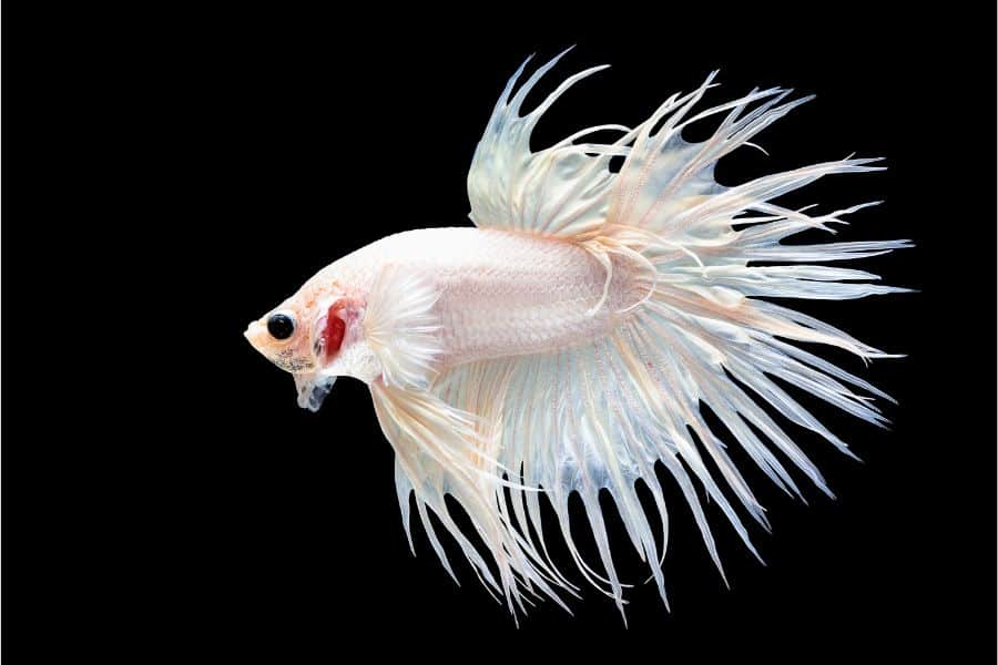 Crowntail Betta Fish