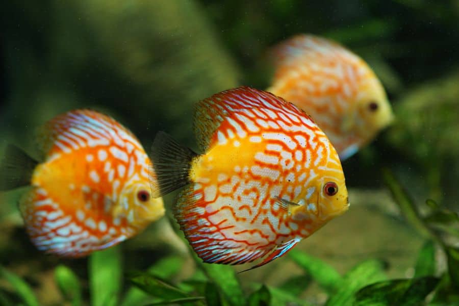 Discus fish