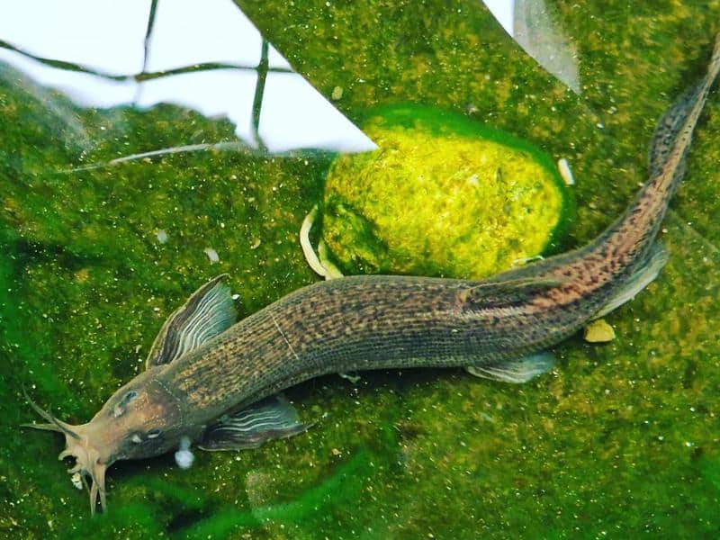 Dojo Loach Care A Fish that Predicts Bad Weather