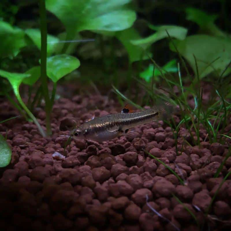 Dwarf Mosquitofish (Heterandria formosa)