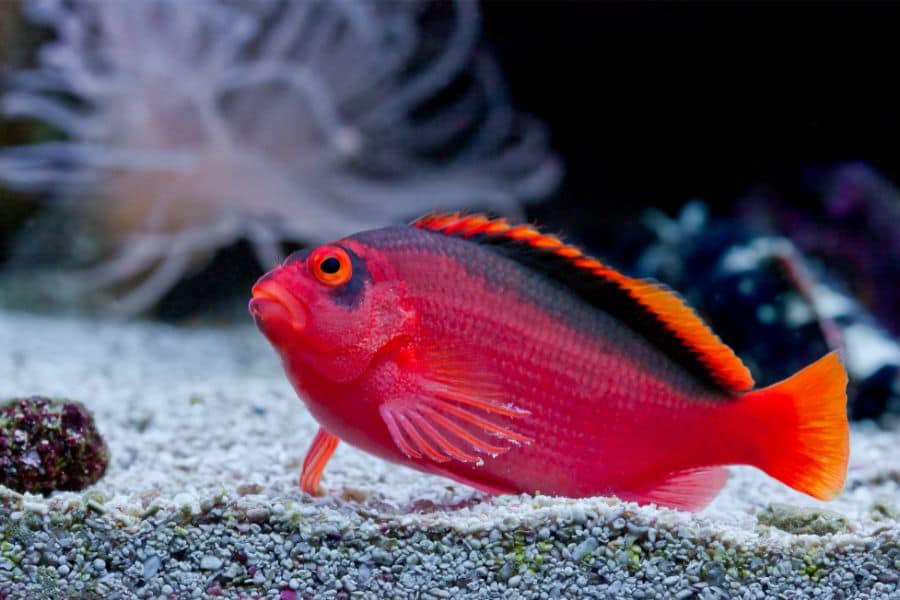 Flame Hawkfish (Neocirrhitus armatus)