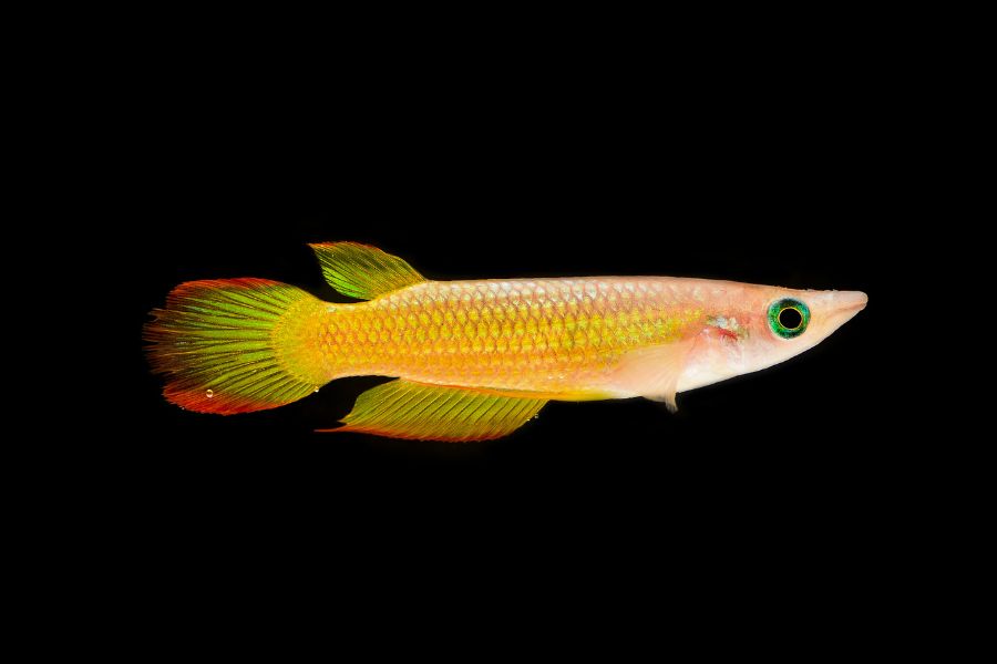 Golden Wonder Killifish