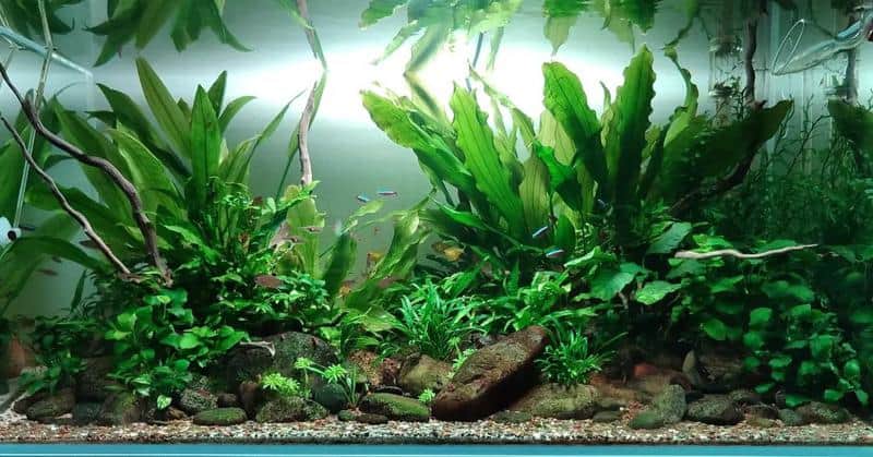 Java Fern in tank