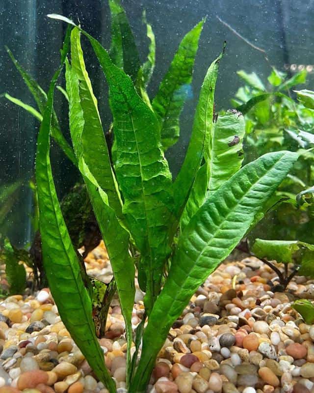 Java Fern