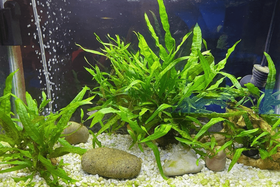 Java Fern: How to Plant and Care for - The Aquarium Life