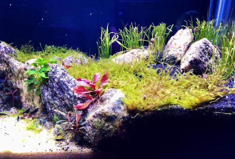 Java Moss (Carpeting over sand or gravel)