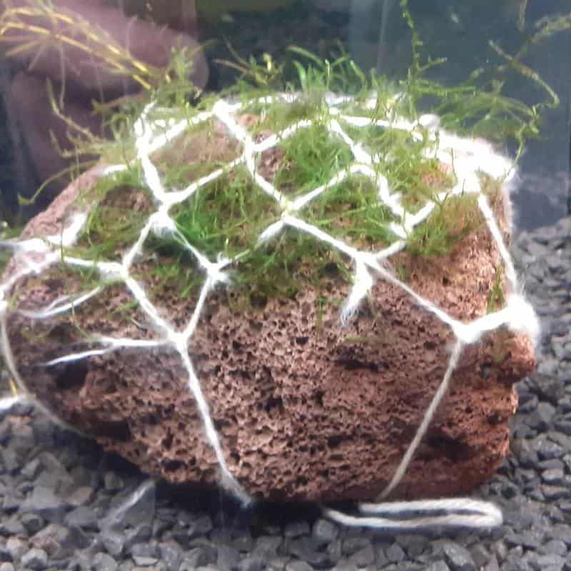 Java Moss (Mesh Preparation)