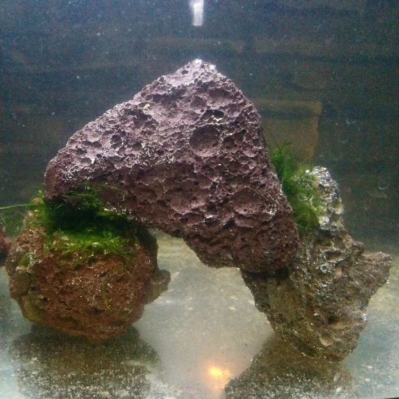 Java Moss (No Mesh Preparation)