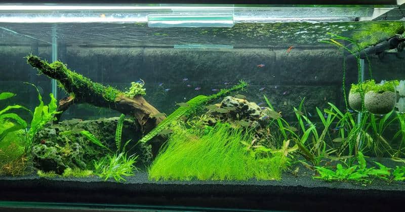 Java Moss (Water Parameters)