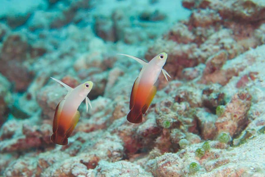 Magnificent Dartfish(fire Dartfish)